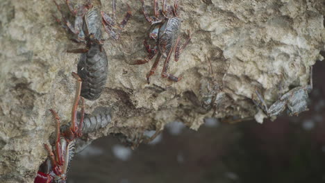 a sally lightfoot crab walks along a rocky shore in aruba