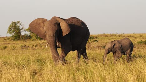 Slow-Motion-of-Baby-Elephant-and-Protective-Mother-Trumpeting-with-Trunk-in-the-Air,-African-Wildlife-Animals-in-Masai-Mara-National-Reserve,-Africa,-Kenya,-Steadicam-Gimbal-Tracking-Panning-Shot