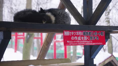 foxes sleep on bench at controversial kitsune mura park in miyagi japan