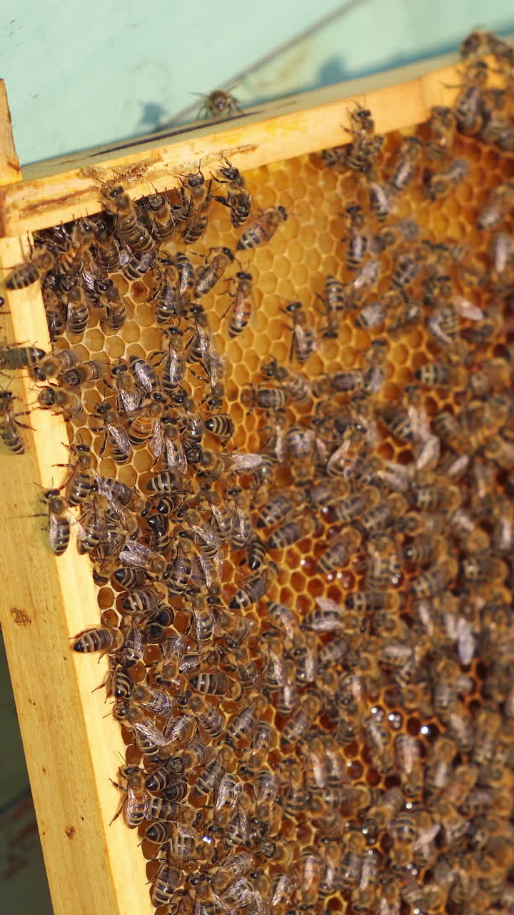 Honey cell with bees flying above. Sunny day in meadow with colorful hives. Apiculture. Vertical video