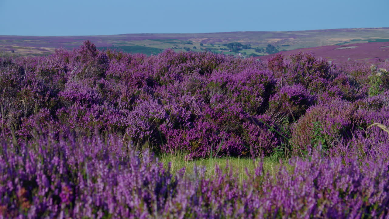сезон вереска, национальный парк северные йоркские болота йоркшир лето 2022 - кинокамера prores 4k клип 14