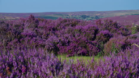temporada de brezo, parque nacional de north york moors yorkshire verano 2022 - cámara de cine prores 4k clip 14
