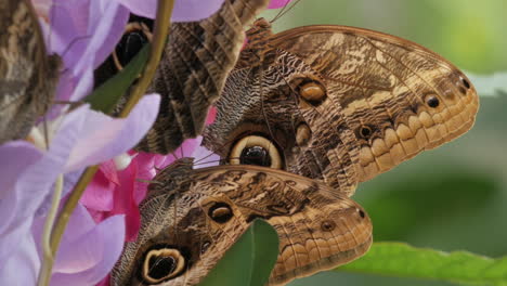 cerca de mariposas marrones bebiendo néctar de un ramo de flores de color púrpura en el jardín imperial, viena