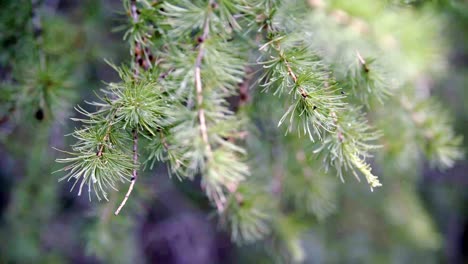 larch branches