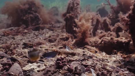 banco de peces caballa babosa bajo jetty scomber australasicus 4k cámara lenta scombridae escena submarina