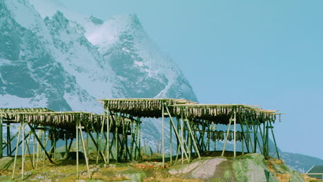 STATIC-shot-of-stockfish-drying-in-Lofoten,-Norway,-in-winter