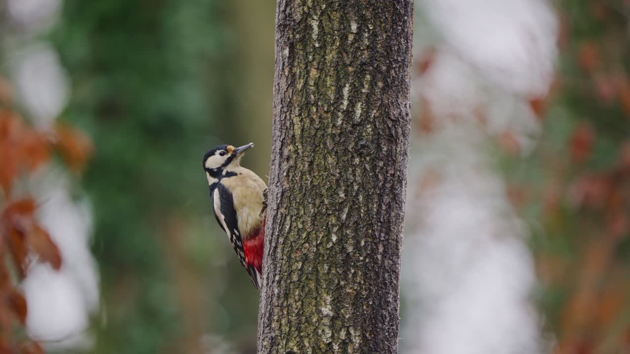 Close up of woodpecker gripping tree and looking around attentively