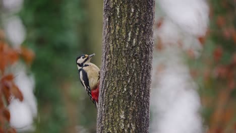 close up of woodpecker gripping tree and looking around attentively