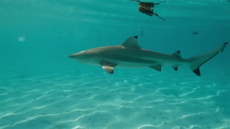 Tiburón-De-Arrecife-Nadando-En-Agua-Azul-Clara.