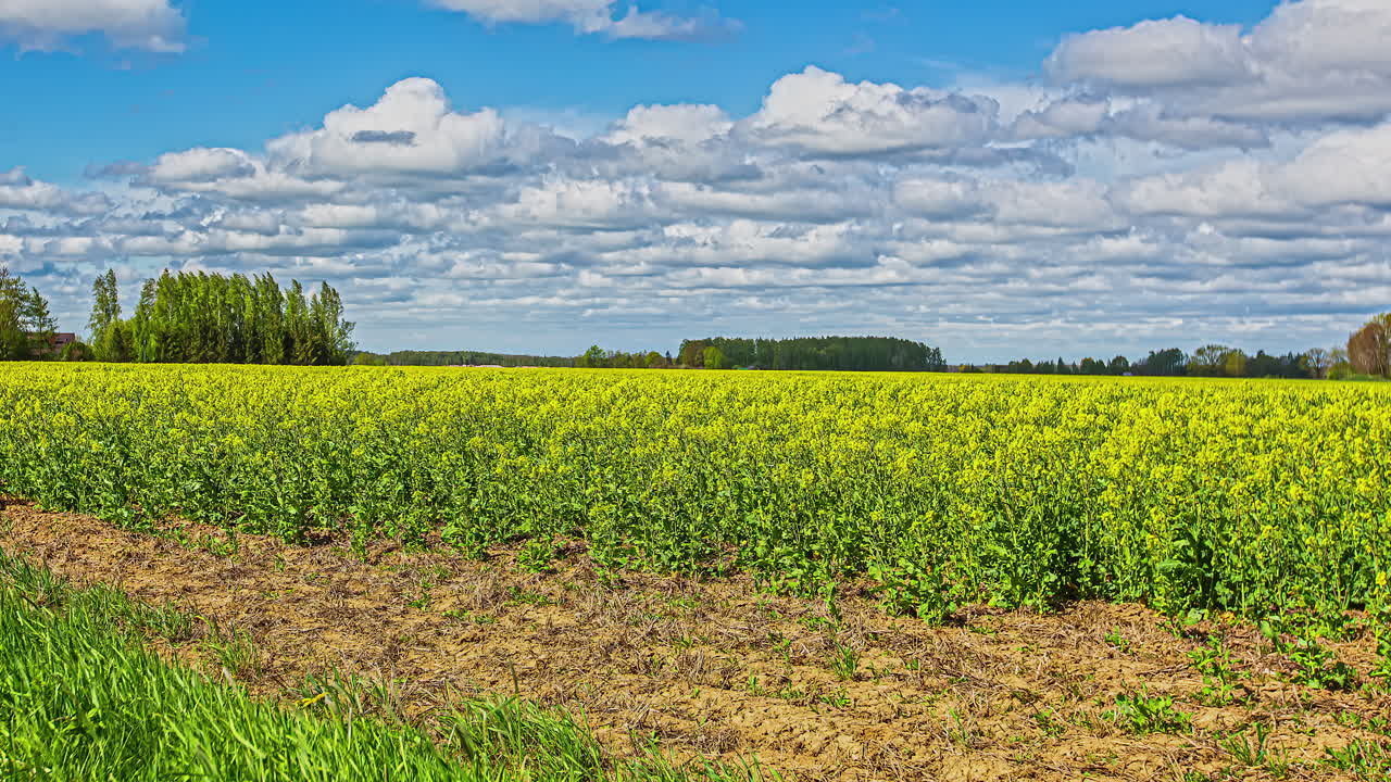 lapso de tiempo en el campo de colza de semillas de aceite en un día soleado con nubes de mal humor encima