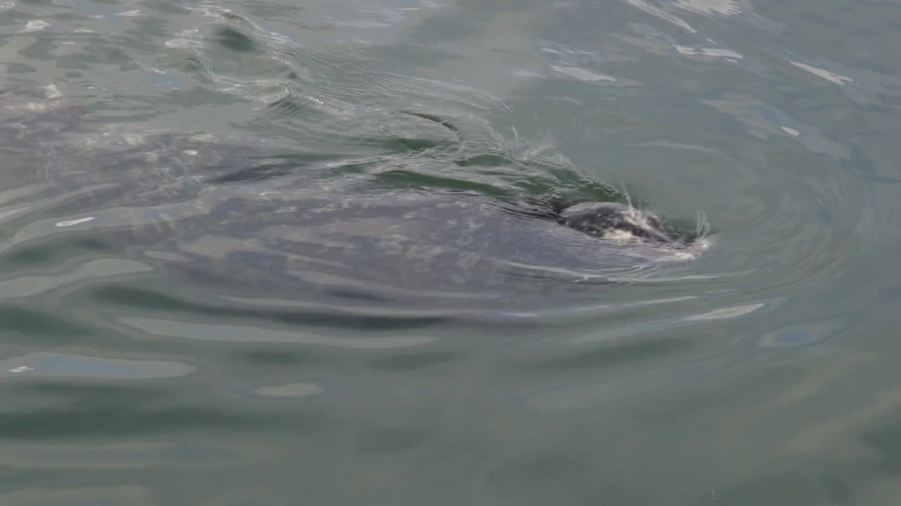 이 귀여운 점박이 물범은 호기심이 많습니다
