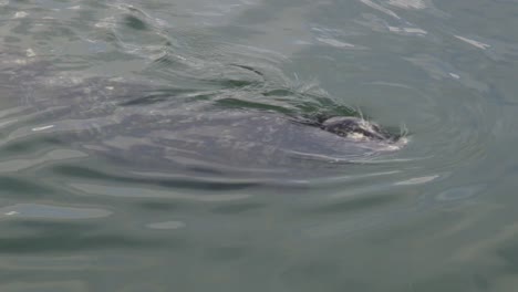 esta linda foca común es curiosa