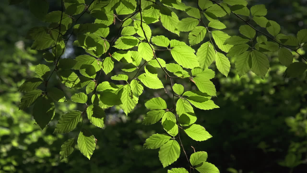 저녁의 빛은 잉글랜드 워스터셔의 어두운 숲에서 나무 잎의 신선한 초록색 성장에 그림자를 던집니다.