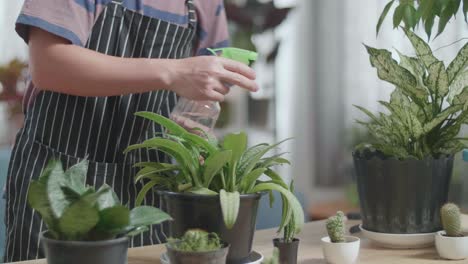 close up of man's hands watering plants at home