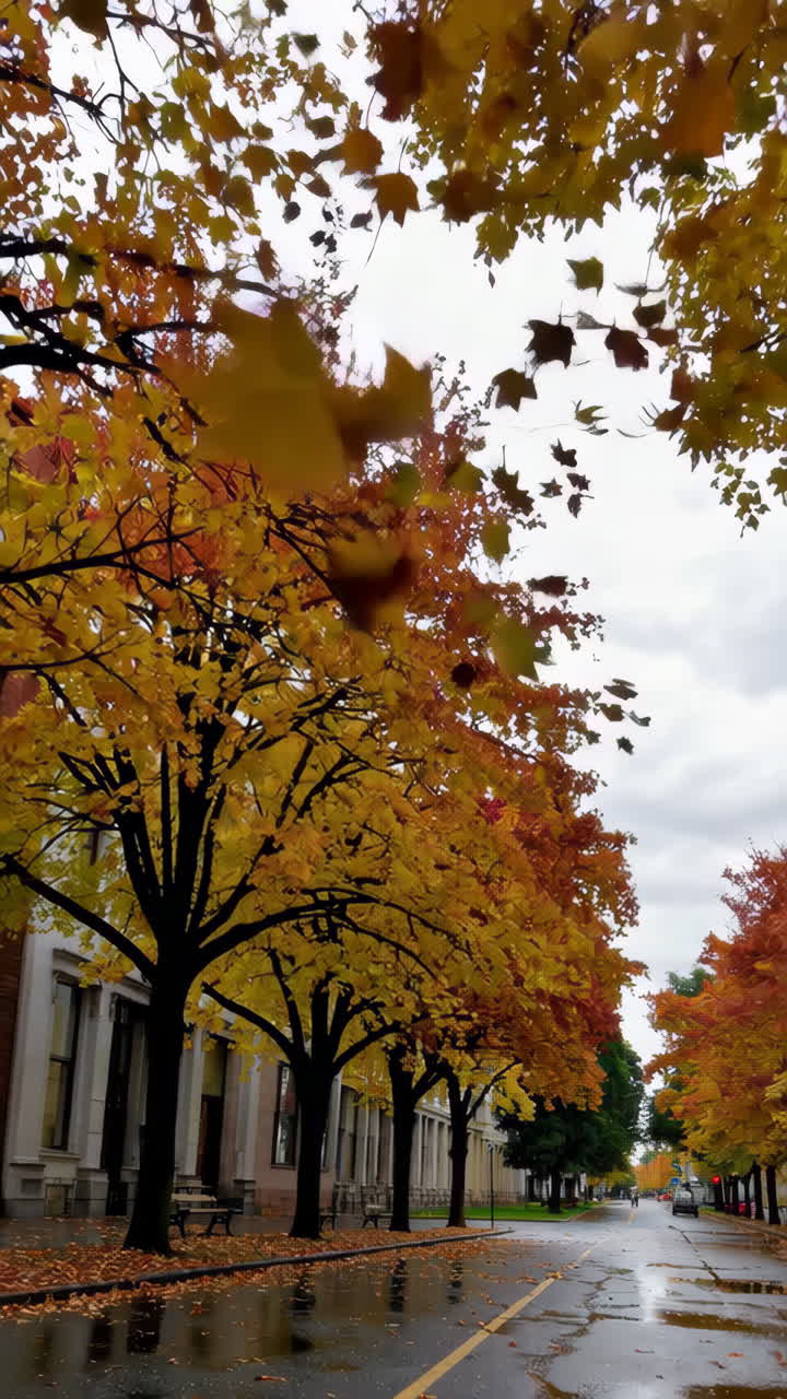Rainy Autumn Day with Vibrant Trees and Falling Leaves on a Wet Street