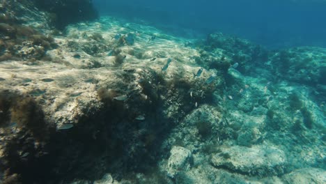 banco de peces nadando a lo largo de un arrecife de coral en el mar mediterráneo en chipre