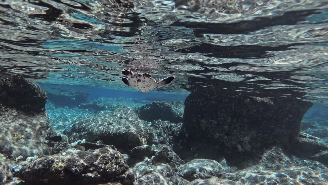 tortuga marina bebé con peces de arrecife nadando en aguas poco profundas bajo las olas durante el día
