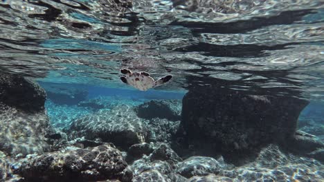 baby sea turtle with reef fish swimming on the shallow water beneath the waves at daytime