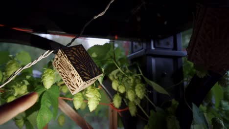 Kühles-Licht,-Das-Einen-Leuchtkasten-Im-Kräutergarten-Zeigt