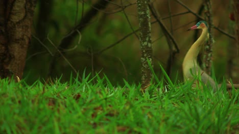 wildlife of south america: the whistling heron's beauty
