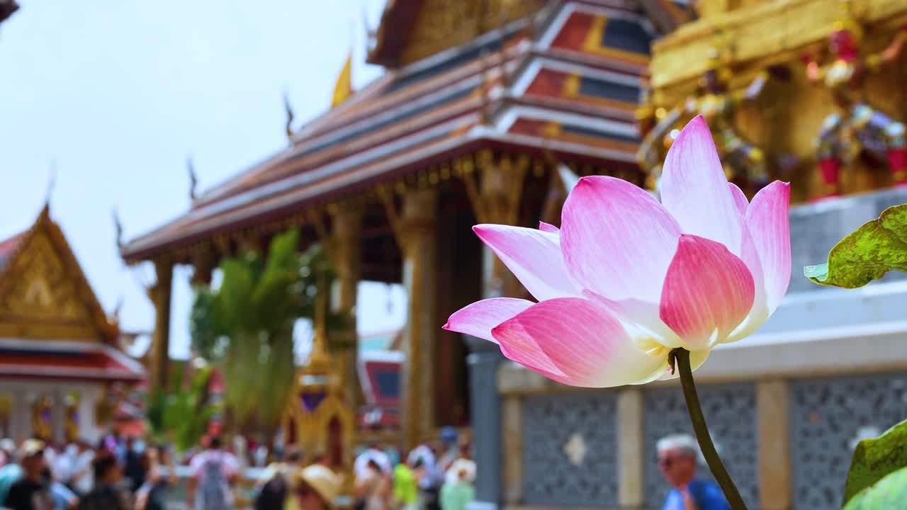flor de loto con templo y turistas en el fondo