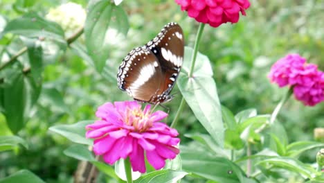 Las-Mariposas-Se-Posan-Y-Vuelan-Después-De-Alimentarse-De-La-Hermosa-Flor-Rosa