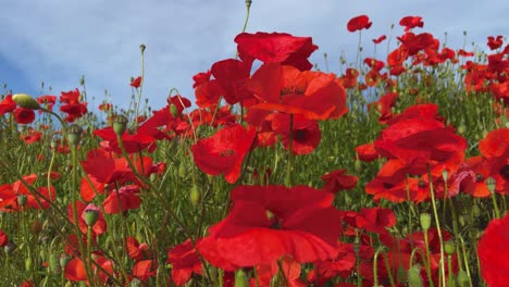 Wild-red-poppies-spring-season-blue-sky-smooth-glide