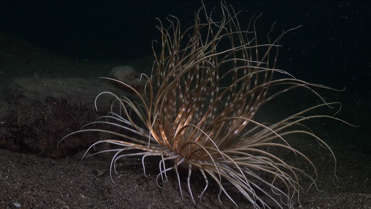big sea anemone open at dusk on sandy reef in the Philippines