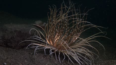 big sea anemone open at dusk on sandy reef in the philippines