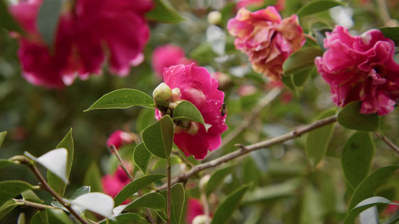 Close-up of a blooming camellia with a bee collecting nectar. The delicate petals and slow motion capture highlight the beauty of nature in stunning 4K.
