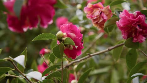 close-up of a blooming camellia with a bee collecting nectar. the delicate petals and slow motion capture highlight the beauty of nature in stunning 4k.