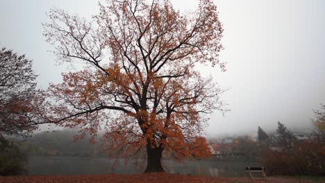 A flight around a perennial mighty oak, that is still shedding its bright orange foliage on a foggy autumn day