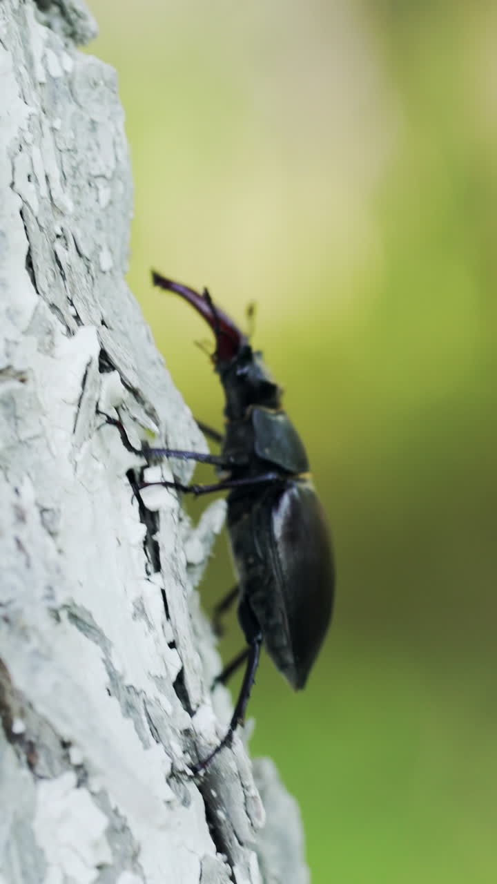 Beetle deer in the wild. Insect stag beetle. Stag-beetle crawling on a tree. Vertical video