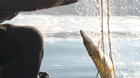 las manos del pescador desenredan el lucio de la red de pesca en el barco, plano medio.
