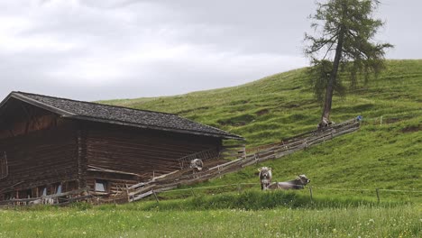 dairy cows graze on sloping hill of green springtime alpine meadow