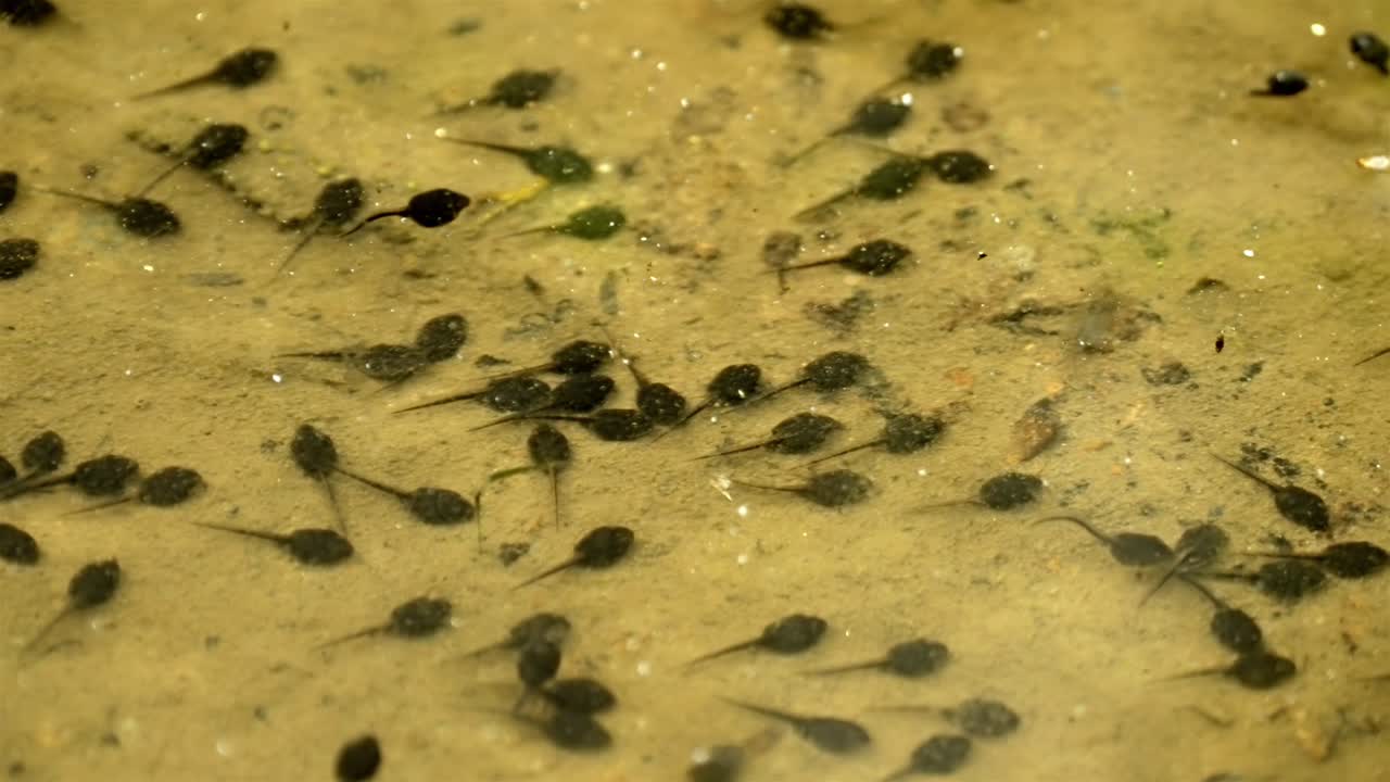 Life in the Pond: Small Tadpoles Active in a Natural Water Environment