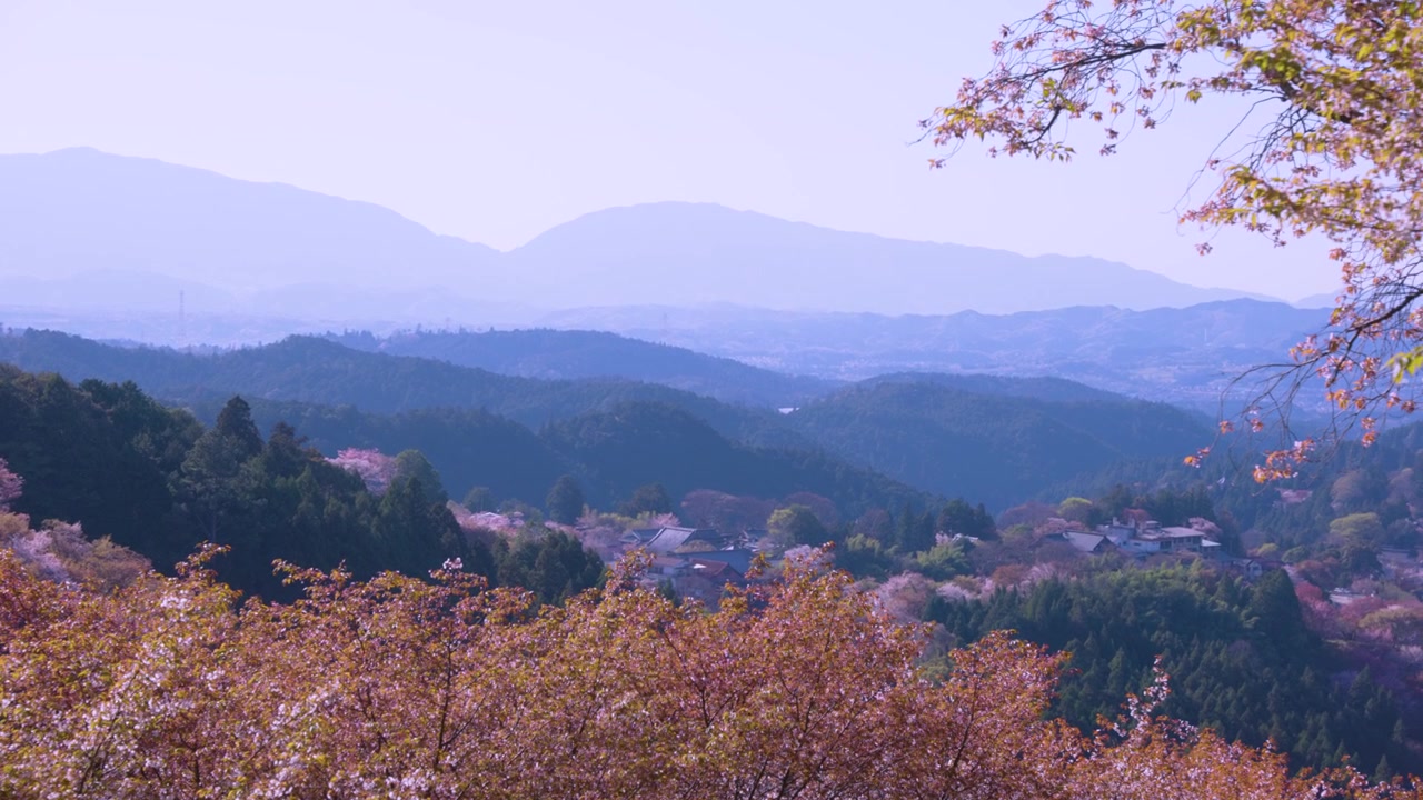 日本の春、吉野山に広がる桜の連なる丘。エスタブリッシングショット。