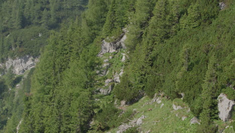 Herd-of-Chamois-walking-and-grazing-high-up-in-the-mountains