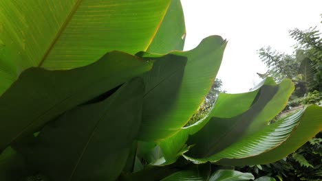 under green plant leaves philodendron shiny leaf humid tropical forest nature garden