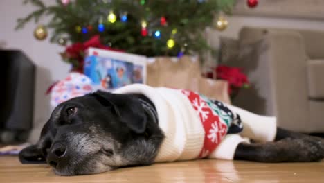 un perro labrador senior negro con un suéter de temática navideña mientras yace en el suelo junto a un árbol de navidad decorado y regalos