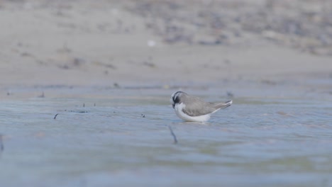 Little-ringed-plover-wader-bird-at-sea-shore-looking-for-food,-eating,-running