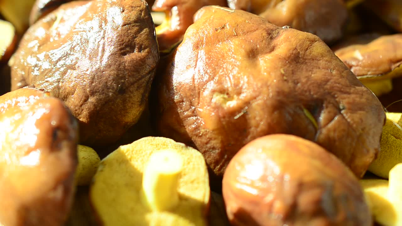 Funghi di bosco, Suillus. Sfondo di funghi. Ripresa in movimento