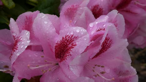 Cacerola-Lenta-Alrededor-De-Flores-Florecientes-De-Color-Rosa-Brillante-Y-Magenta-Con-Gotas-De-Agua-Asentadas-En-Pétalos-En-El-Jardín-De-La-Casa