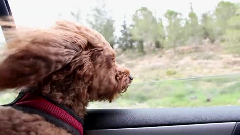 side view of cockapoo dog gazing out through car window during road trip. the wind ruffles its fur as it enjoys passing scenery, creating heartwarming scene of adventure and companionship