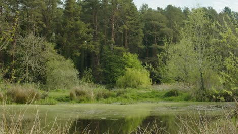 algae-covered pond in a green natural landscape with insects flying through the air and a dense forest in the background