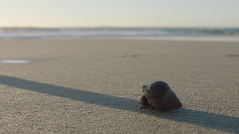 Cerca-De-Cangrejo-Ermitaño-En-La-Hermosa-Playa-De-Arena-Crustáceo-Artrópodo-Usando-Concha-Para-Protección-Persona-Caminando-Sobre-El-Fondo-Del-Mar