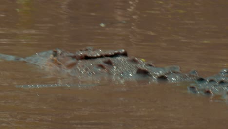 la vista de atrás de un cocodrilo mientras navega por las orillas fangosas de un río