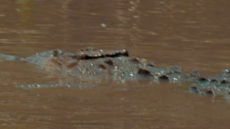 the rear view of a crocodile as it navigates the muddy banks of a river