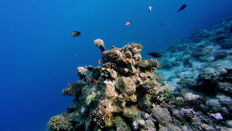 Tropische-Fische-Schwimmen-Im-Tiefblauen-Meer-Rund-Um-Korallenriffe-Mit-Schwämmen