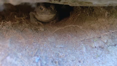 toad eats a bug